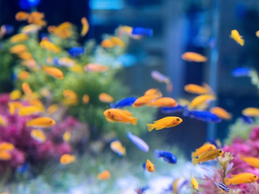 Aquarium Cleaning Services